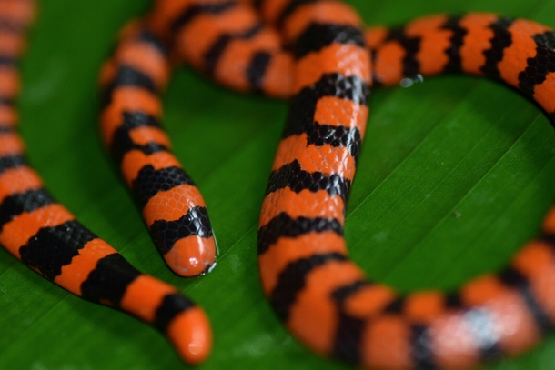 Amazon Pipe Snake 