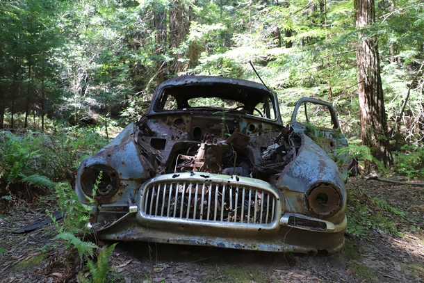 Ambassador Super Club Coupe in a giant redwood forest California