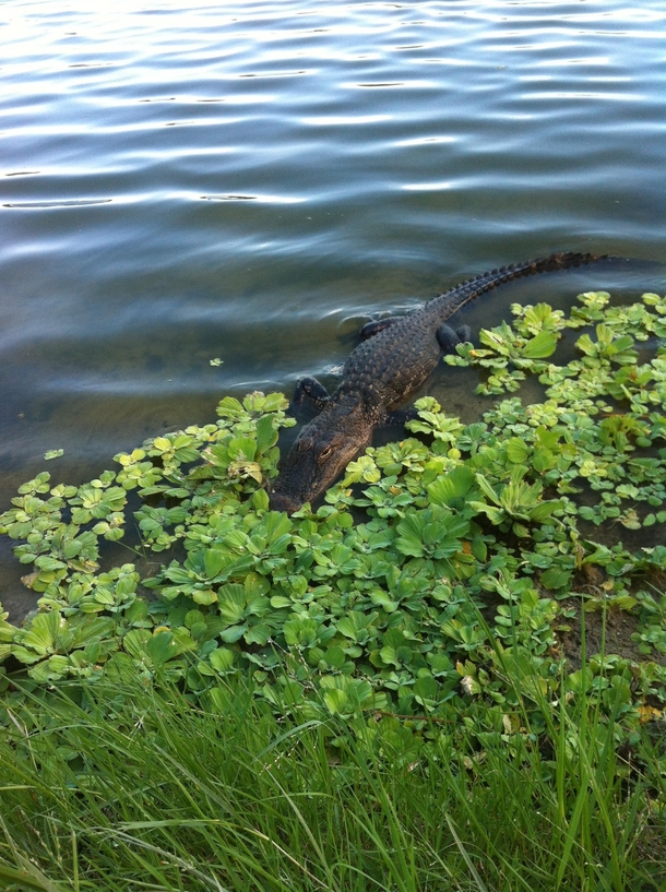 American Alligator in my town Alligator mississippiensis 
