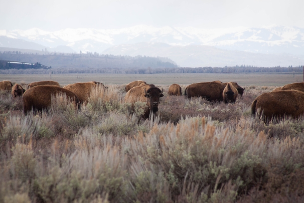 American Bison herd in Jackson Hole Wyoming 