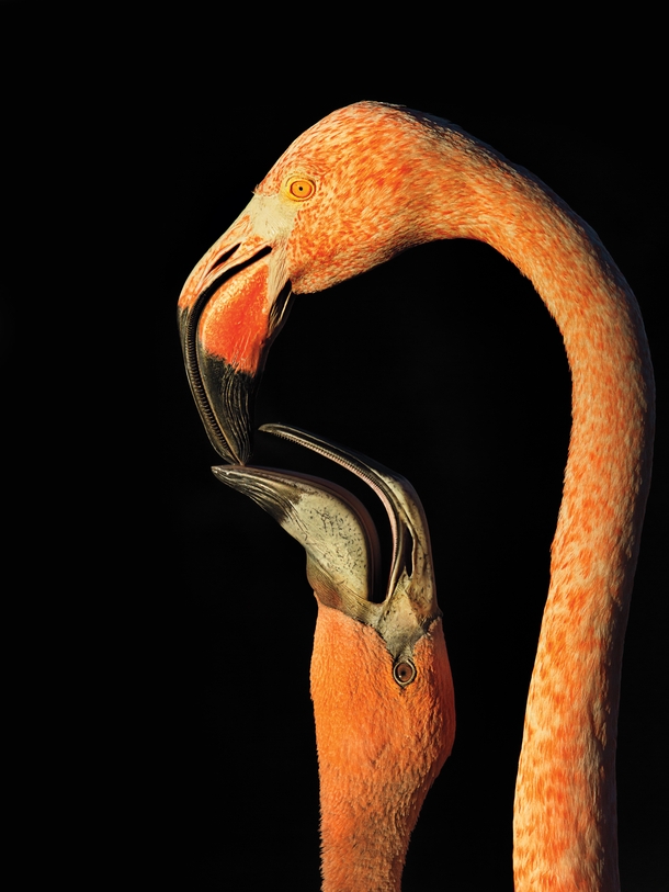American Flamingo Photo Steve Russell 