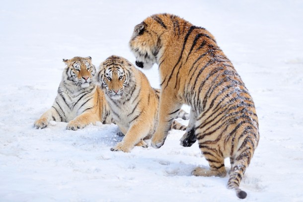 Amur tigers in the nursery near Mudandzyan  photo by Alexey Tishchenko