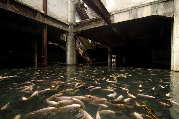 An abandoned shopping mall is taken over by exotic fish that were once part of the aquatic pet store