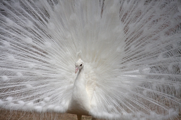 An albino peacock Pavo Cristatus spreading its feathers 