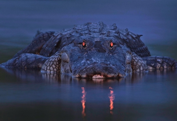 An alligator at dusk 