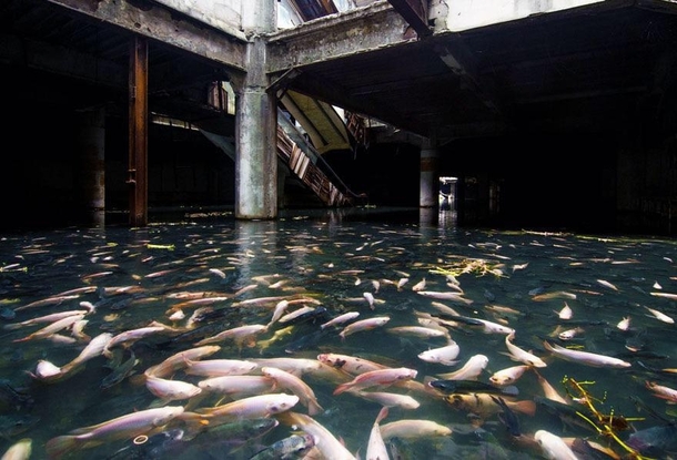 An amazing discovery on an abandoned shopping mall in Bangkok Thailand Its actually flooded by rainwater and is now home to thousands of fishes This is so beautiful