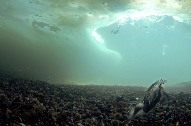 An Arctic Eider duck feeding on mussels and sea urchins at the bottom of a polynya Belcher Islands Hudson Bay Canada 