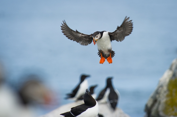 An Atlantic Puffin coming in to land with its wings spread and big orange feet down on Machias Seal Island Photo credit to Ray Hennessy
