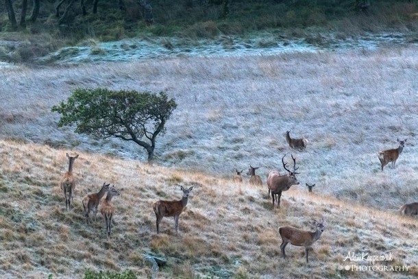 An early morning start watching the Red Deer in the Lake District