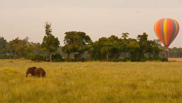 An elephant enters the frame as I follow my familys flight across the Kenyan grasslands Masai Mara Kenya 