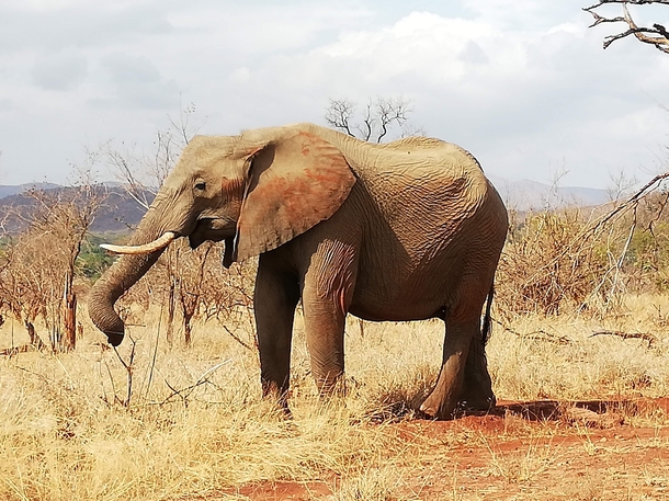 An elephant in Kruger Park
