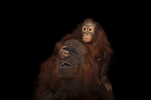 An endangered juvenile Bornean orangutan Pongo pygmaeus with her adoptive mother a Bornean Sumatran cross Pongo pygmaeus x Pongo abelii at the Houston Zoo National Geographic Photo Ark photograph by Joel Sartore 