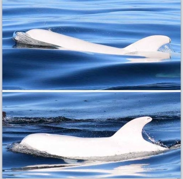An extremely rare occurrence an all white dolphin was spotted in Monterey bay off the coast of California