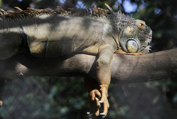 An iguana sleeps on a tree branch at Phnom Tamao Wildlife Rescue Center Cambodia 