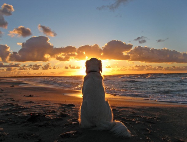 An old dog enjoying the sunset 