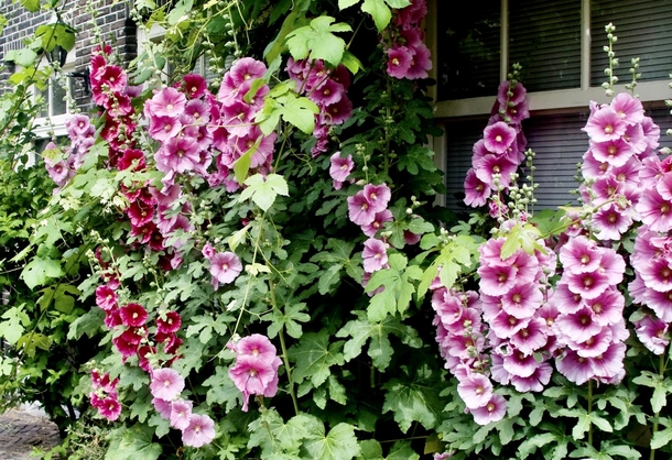 An Old Favourite- Hollyhocks