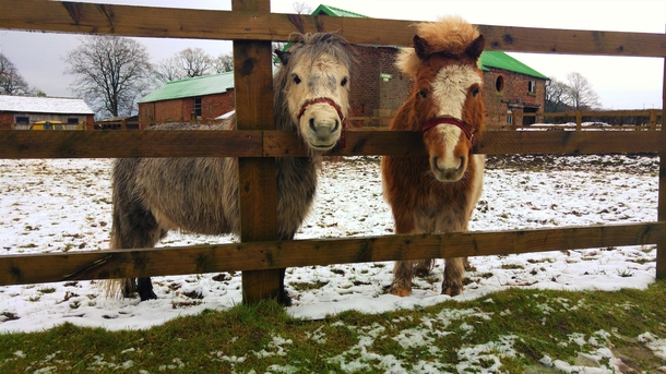 An old favourite of mine - two ponies in the snow  Grappenhall UK  