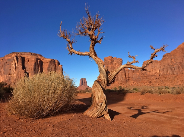 An old juniper in Navajo Nation Arizona 