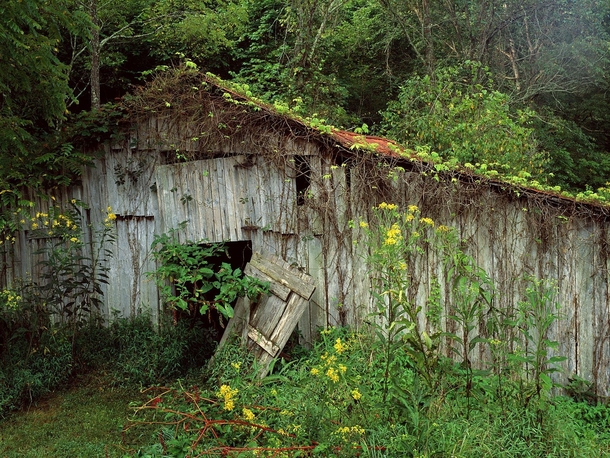 An Old Overgrown Barn 