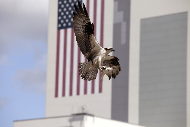 An osprey Pandion haliaetus brings lunch home to its nest near the -story Vehicle Assembly Building at Kennedy Space Center Florida Photo by NASADaniel Casper 