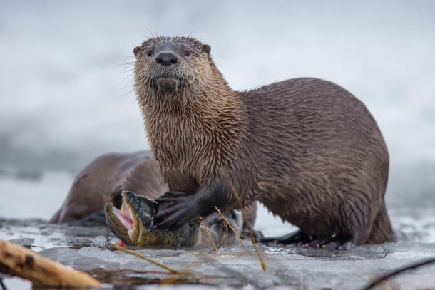 An otter eats a cutthroat trout in the Snake River Grand Teton National Park Wyoming USA Charlie Hamilton James 