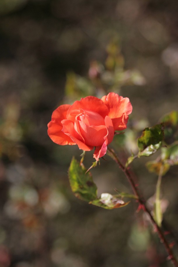 An Unknown Rose Saughton Rose Garden Saughton Park Edinburgh 