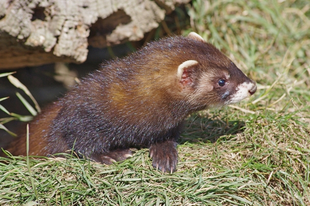 Ancestor of the domestic ferret - The European Polecat Mustela putorius - 