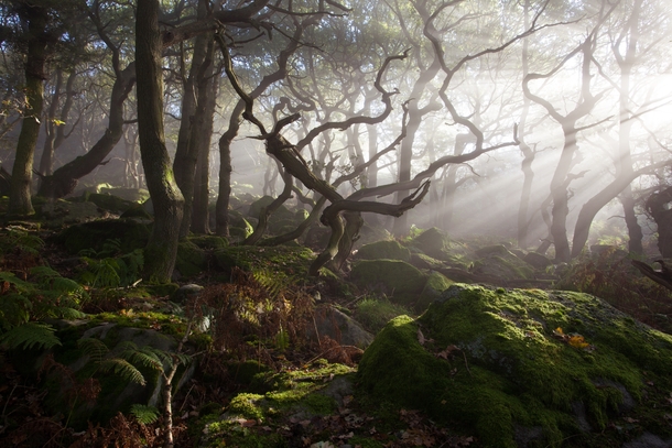 Ancient woodland in Peak District UK by James Mills 