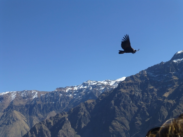 Andean Condor Vultur gryphus flying over Colca Canyon 