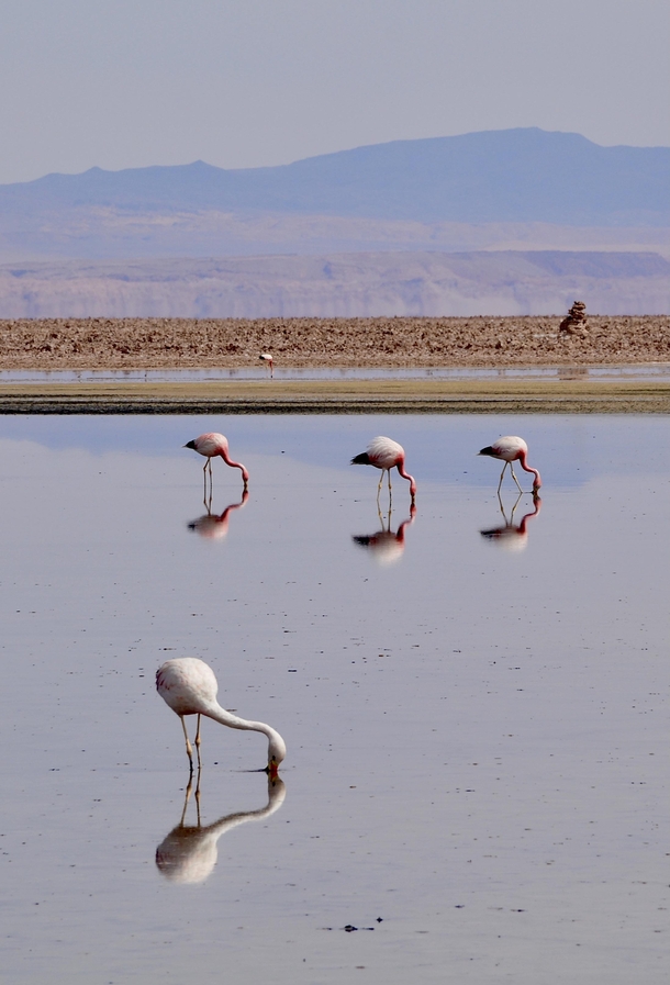 Andean Flamingos at Laguna Chaxa Chile