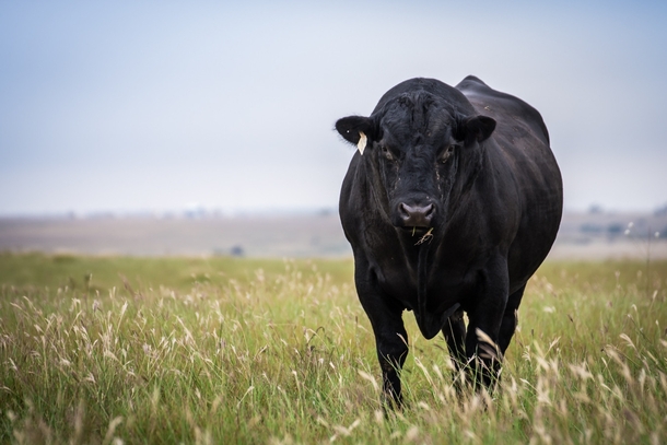 Angus bull in Oklahoma 