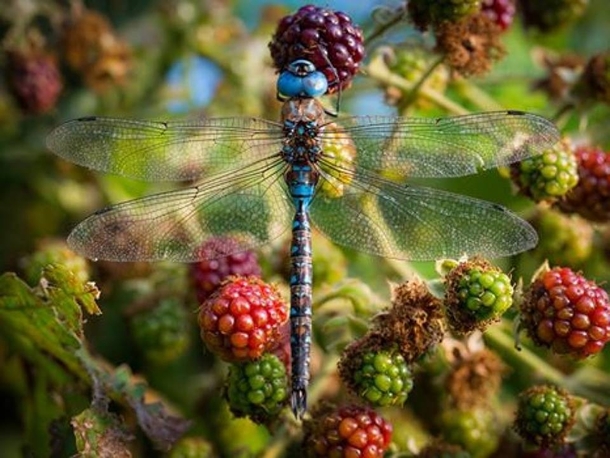 Another dragonfly Anisoptera 