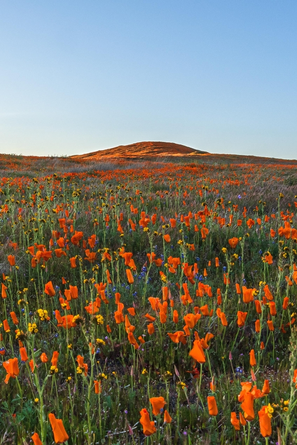 Antelope Valley California Poppy Reserve Lancaster California 
