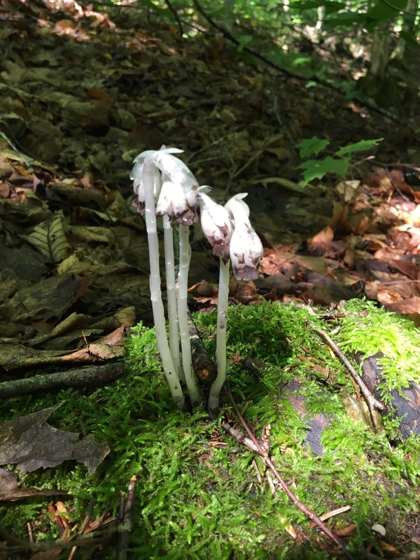 Anyone else a fan of ghost pipe Im obsessed with it and search for it every summer to take photos Believe it or not but its actually a parasitic flower