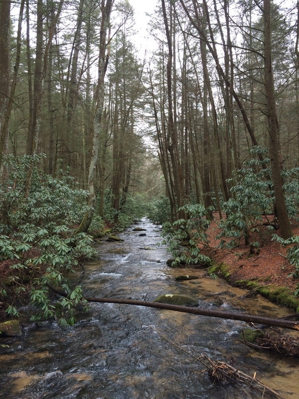 Appalachian Trail in Blue Ridge Georgia 