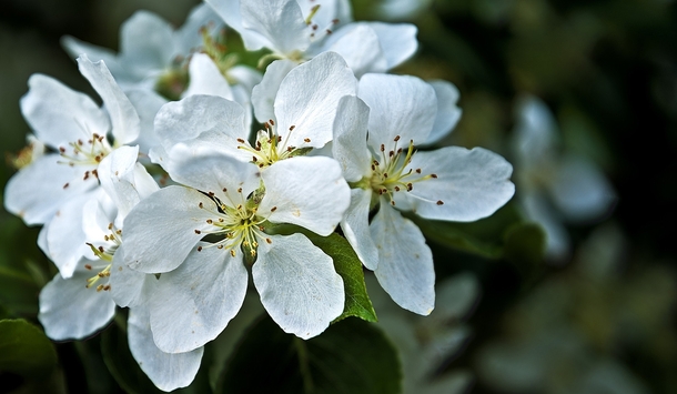 Apple tree in bloom Edmonton Alberta