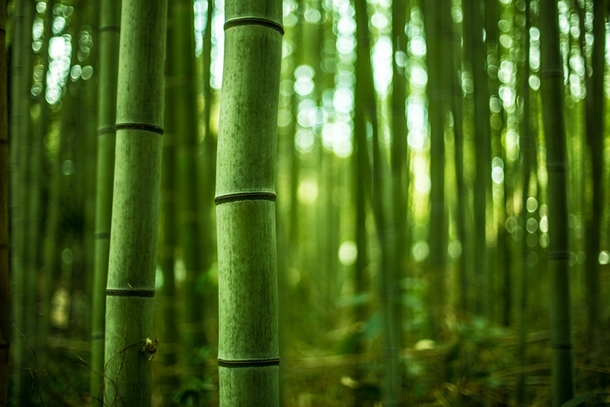 Arashiyama Bamboo Forest of Kyoto Japan 