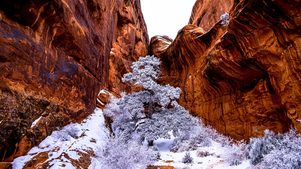 Arches National Park a snow-covered tree surrounded by red rock Brandon Cole IG AlaskanAdventures 