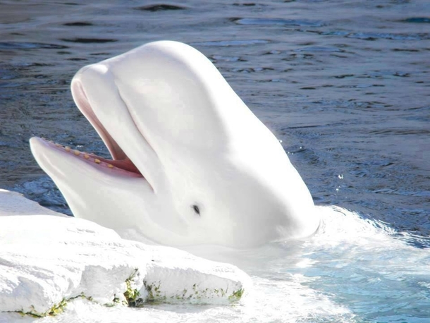 Arctic beluga Delphinapterus leucas