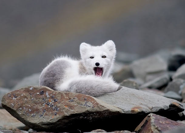 Arctic Fox Vulpes lagopus 