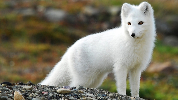 Arctic fox Vulpes lagopus  