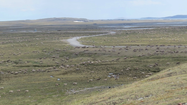 Arctic road - Shutdown for wildlife migration 