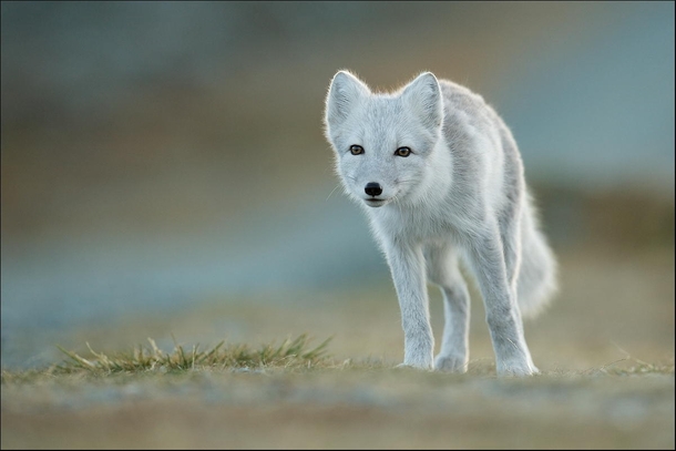 Artic Fox in Norway by Georg Scharf 