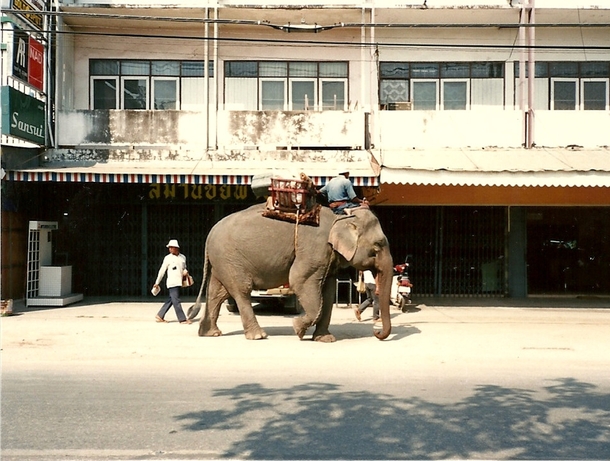 Asian Elephant Elephas maximus in downtown Chiang Mai Thailand  