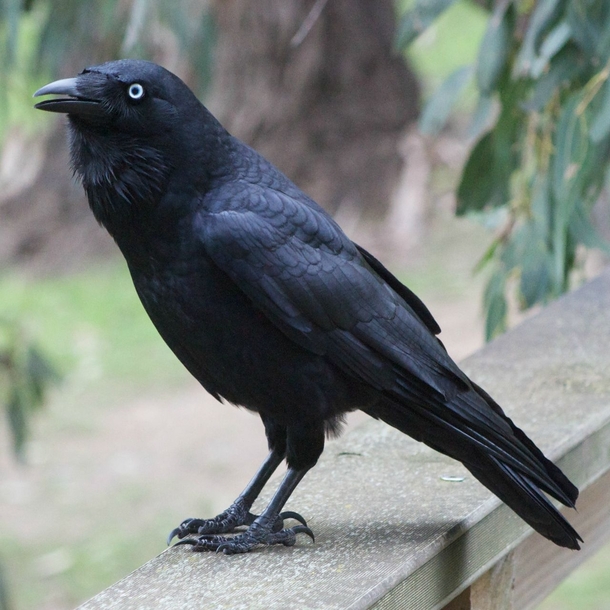 Australian Raven Corvus coronoides 