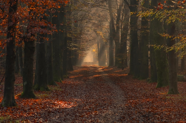 Autumn dream in the Nijmegen forest Netherlands  Photo by Robert Broeke