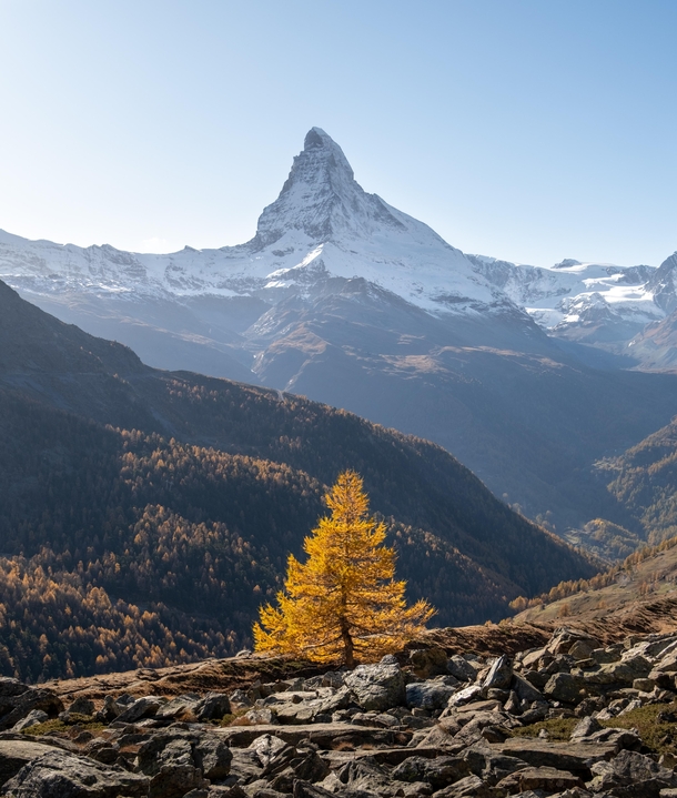 Autumn in Switzerland Golden larch with the snowy Matterhorn in the background Picture taken last fall during a two day trip in Zermatt 