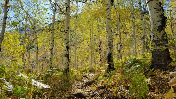 Autumn in the aspens Alpine Loop Scenic Byway UT Galaxy S OC 