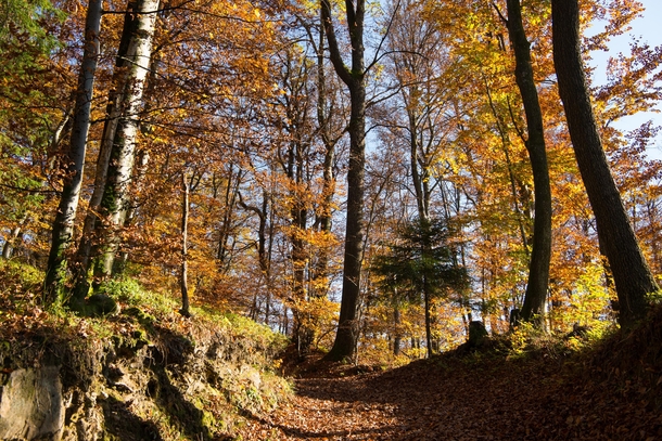 Autumn in the forest at Molnik hill Slovenia  IG aleksandar_hajdukovic