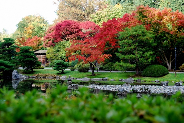 Autumn Maples at the Japanese Garden  OC